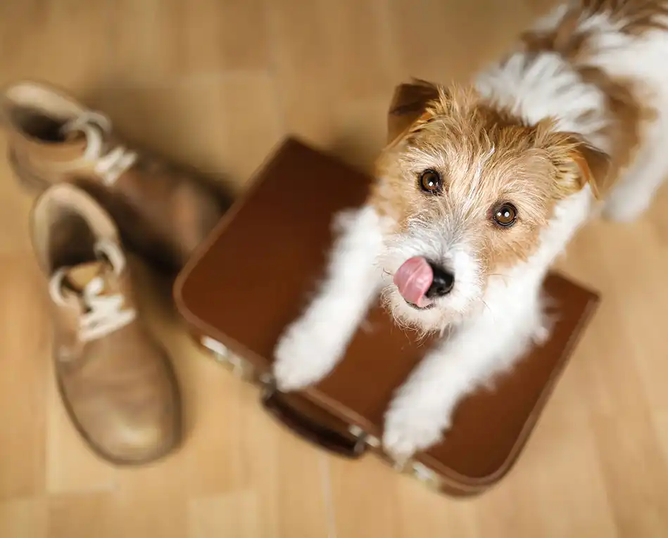 Pet Friendly Room